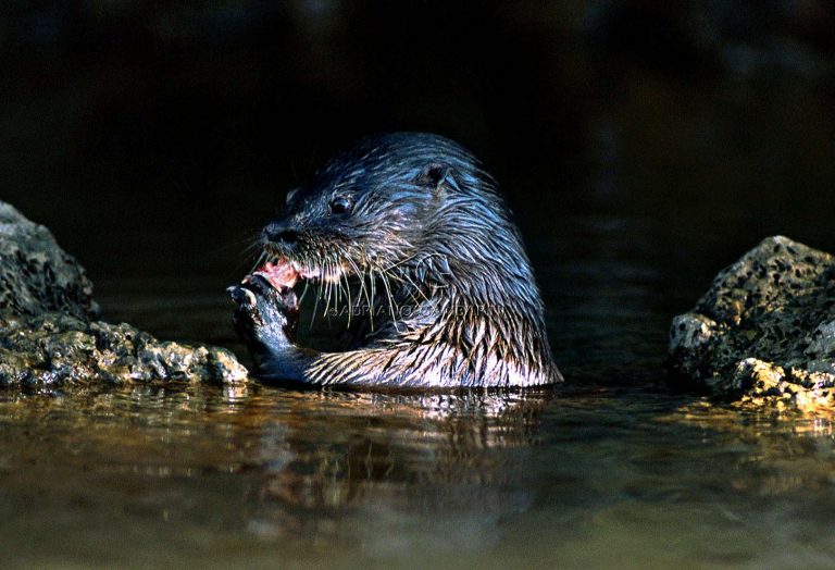 Mustelids - Pró-Carnívoros