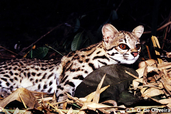 The adorable clouded tiger-cat is brand-new to science—and already under threat