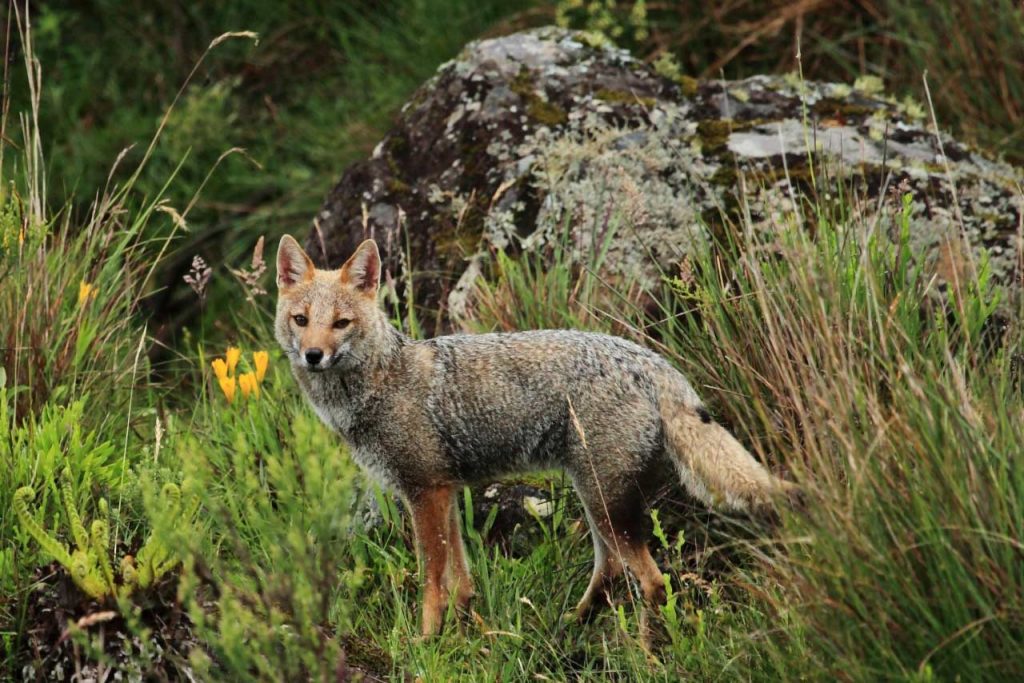 Lycalopex-gymnocercus-fabio-mazin