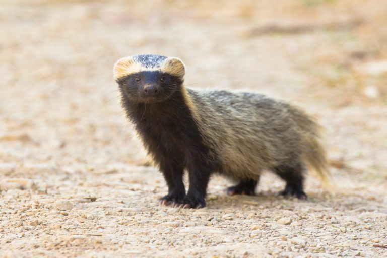 Mustelids - Pró-Carnívoros