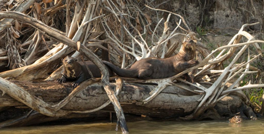 conservacao-ariranha