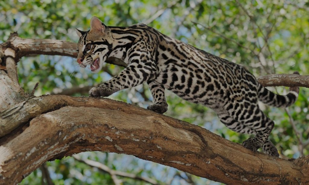 felino-abertura-site