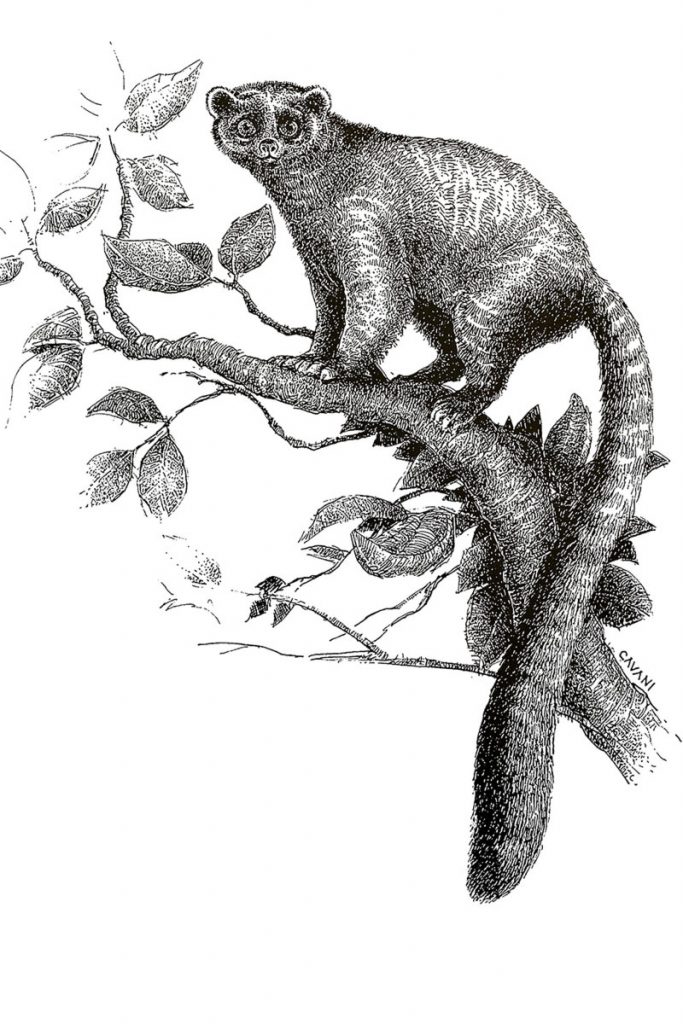 olingo-ricardo-cavani