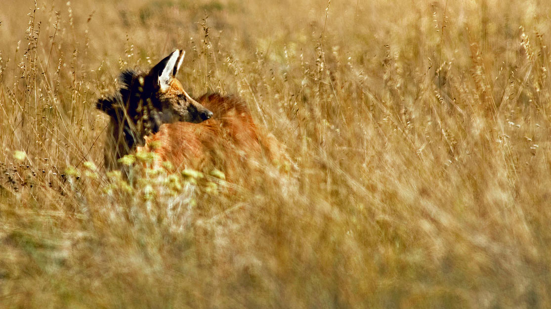 Lobos-guará estressados: como a destruição do Cerrado impacta os animais?