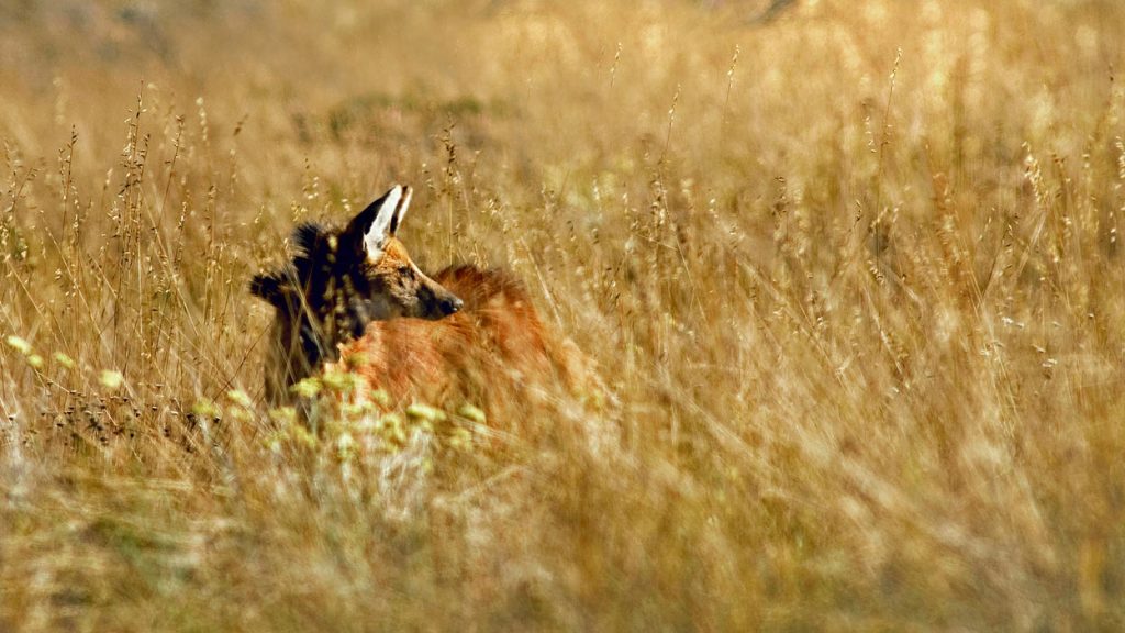 projeto-lobos-da-canastra-adriano-gambarini