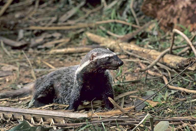 Mustelids - Pró-Carnívoros