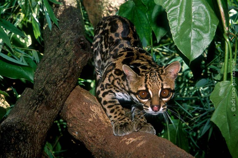 Gato-maracajá - Pró-Carnívoros