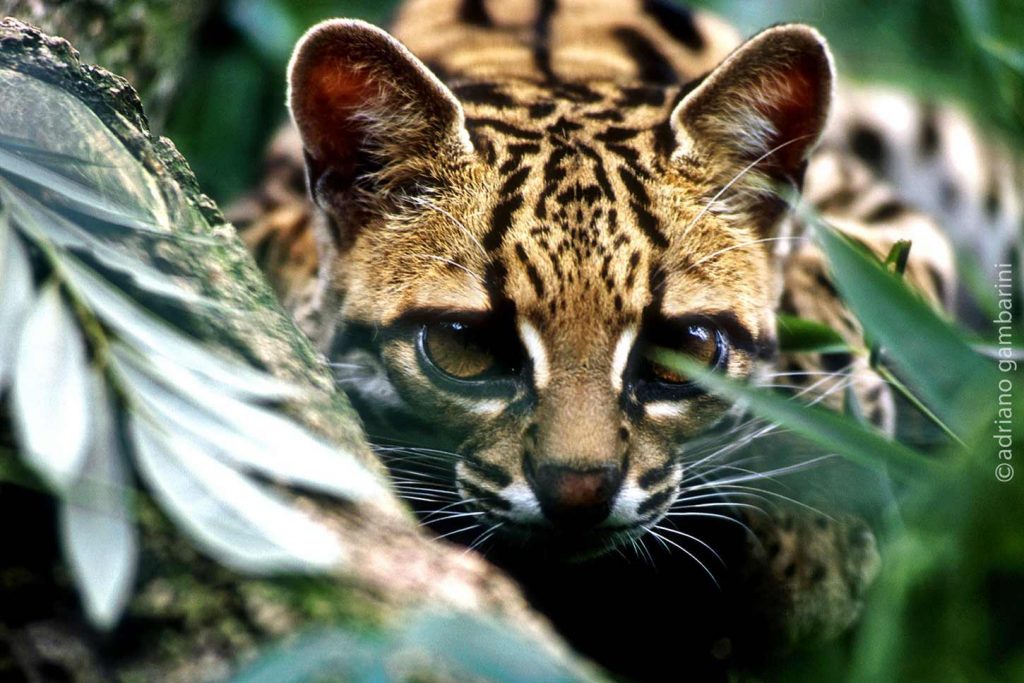 Gato-maracaja-Leopardus-wiedii-adriano-gambarini-1