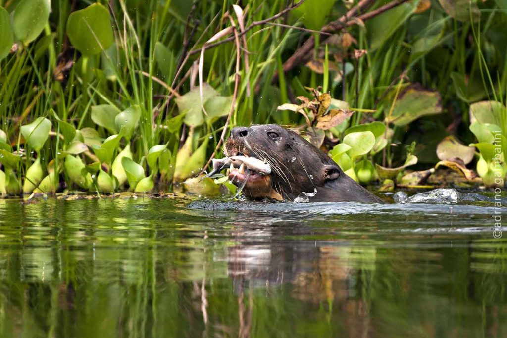 Pteronura-brasiliensis-ariranha-adriano-gambarini