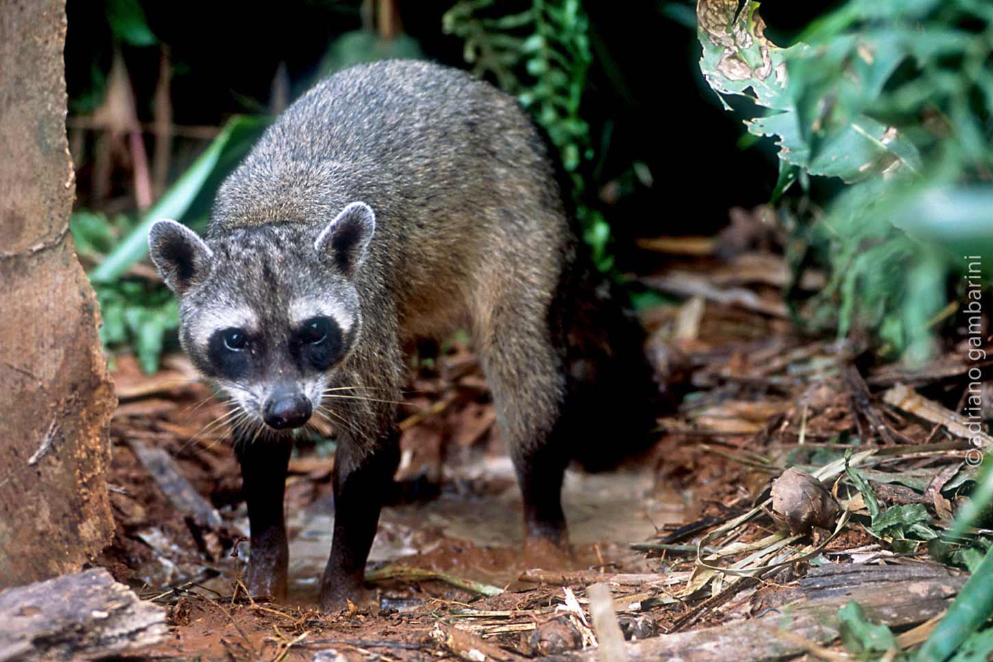 Mão-pelada - Pró-Carnívoros