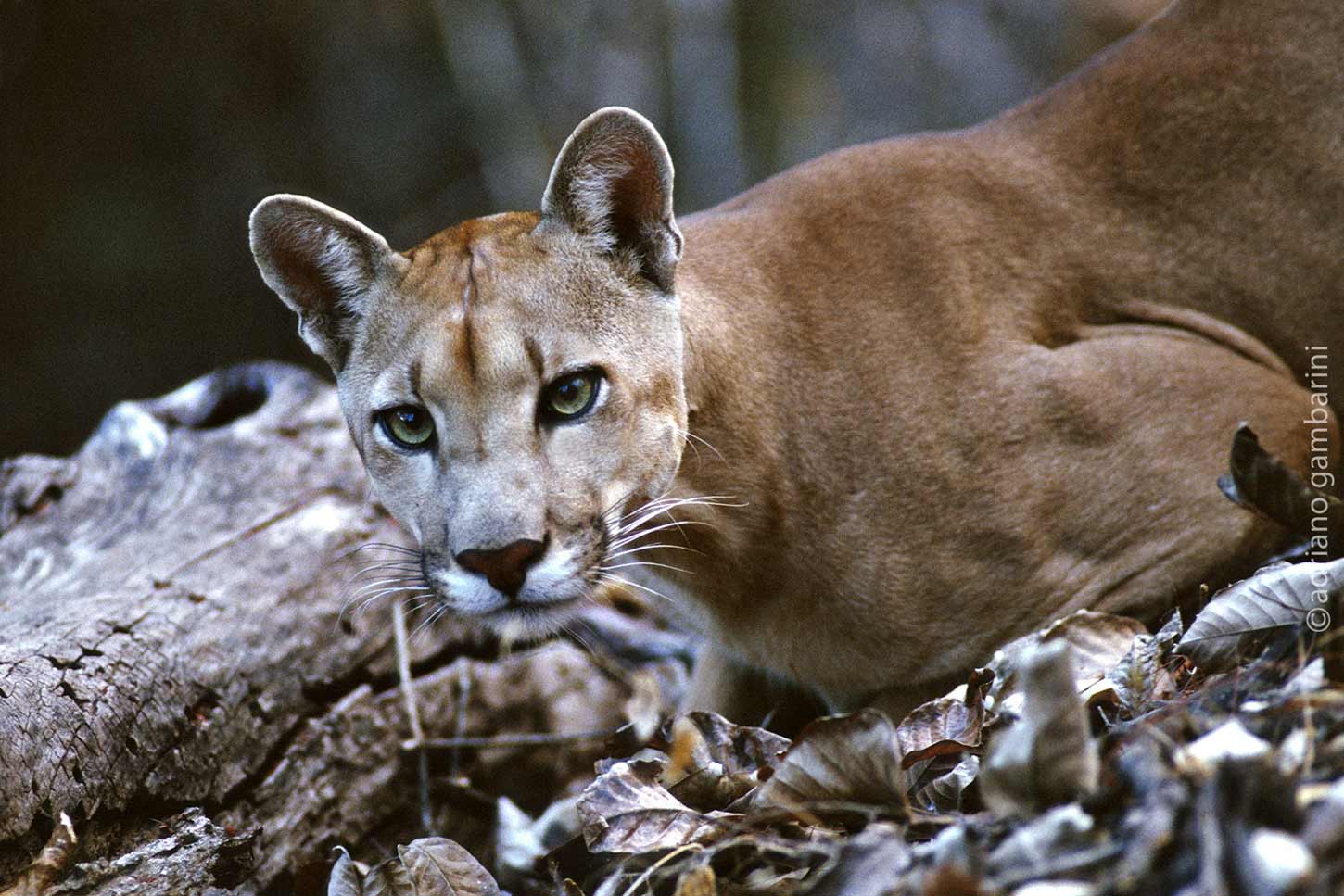 Puma, o felino brasileiro - Maxicar