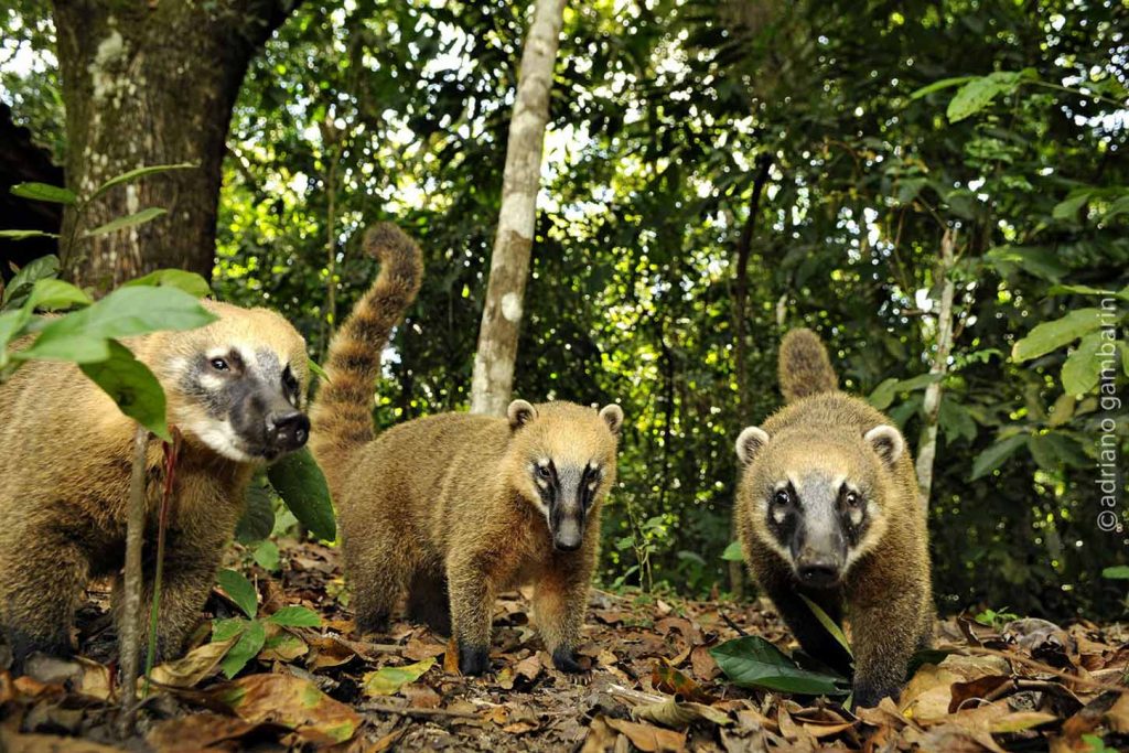 quati-nasua-nasua-adriano-gambarini-