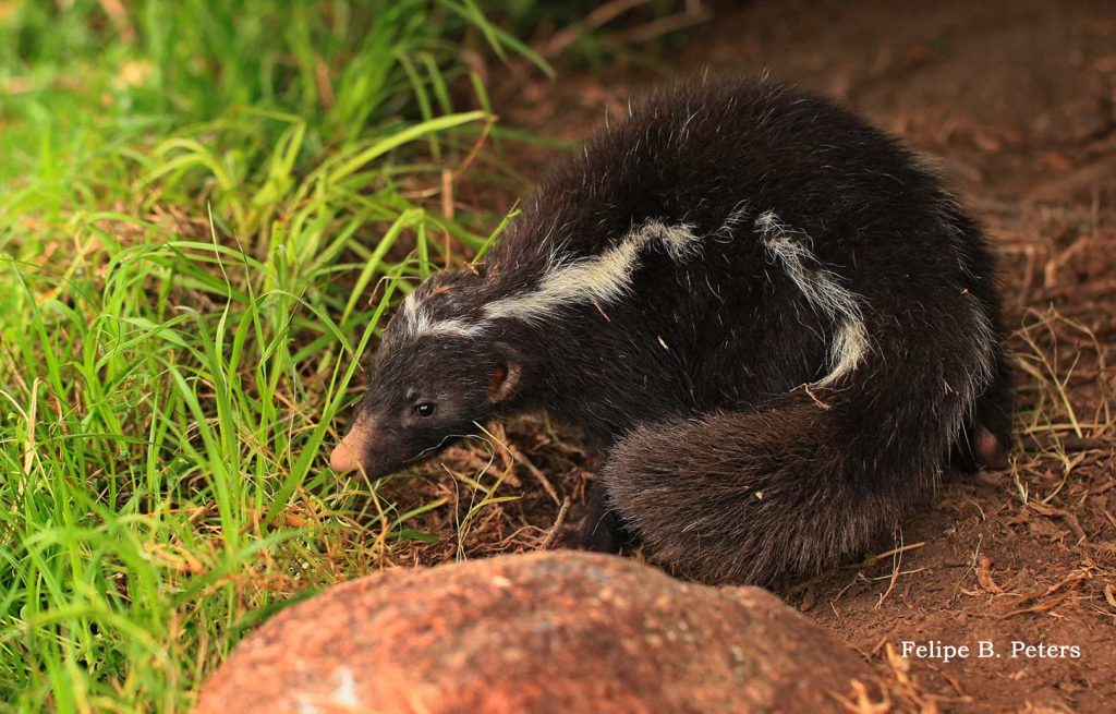 Conepatus-chinga----