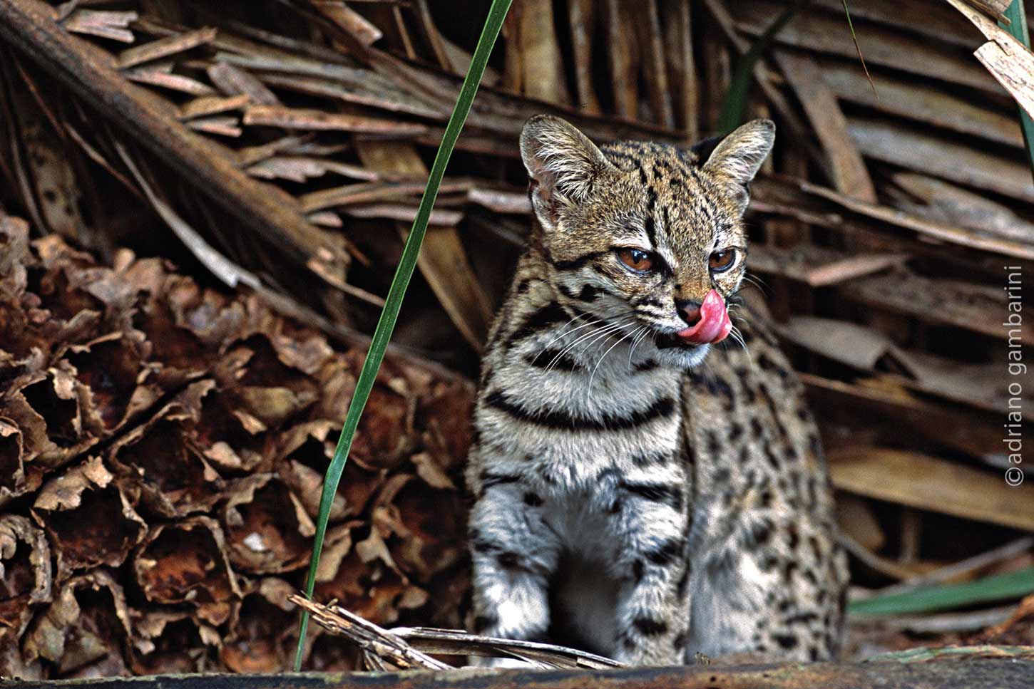 Southern Tiger Cat - Facts, Diet, Habitat & Pictures on