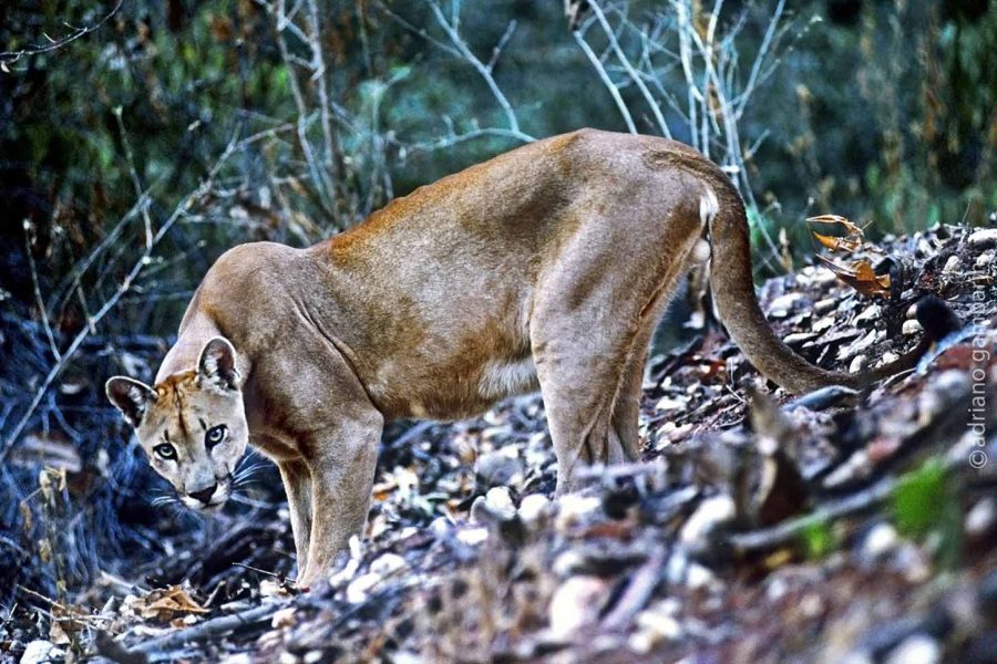 Onça Parda © Adriano Gambarini