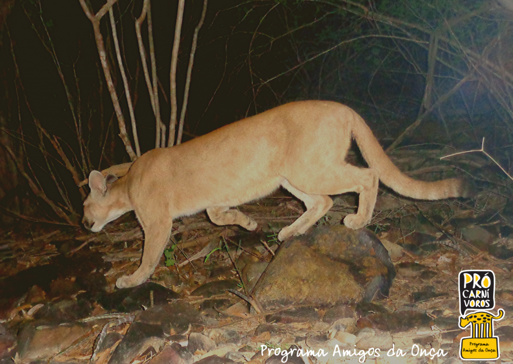 Onça-parda (Puma concolor) (1)