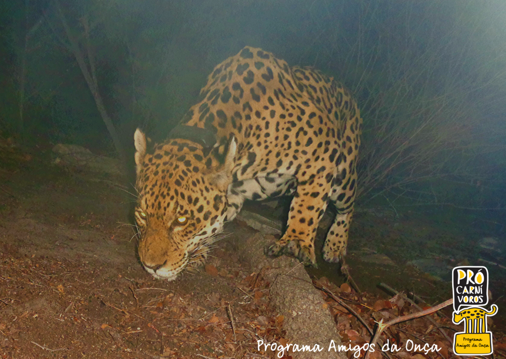 Onça-pintada (Panthera onca) (1)