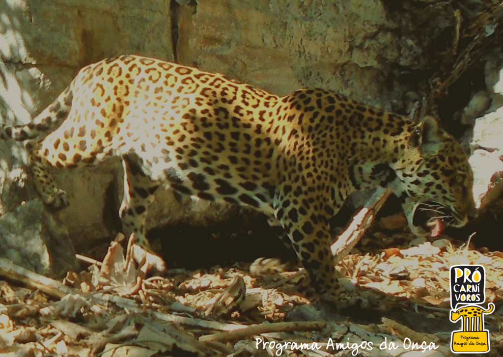 Onça-pintada (Panthera onca) (2)
