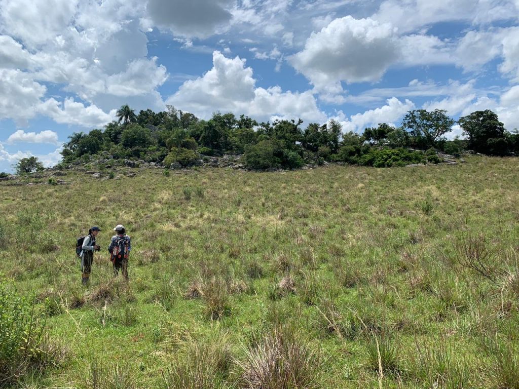 Fieldwork Brazil 2020