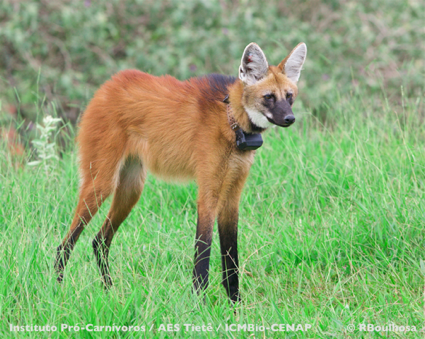 “Lobos do Pardo”: projeto monitora lobas-guará e filhotes sob ameaça em área de canaviais em SP.