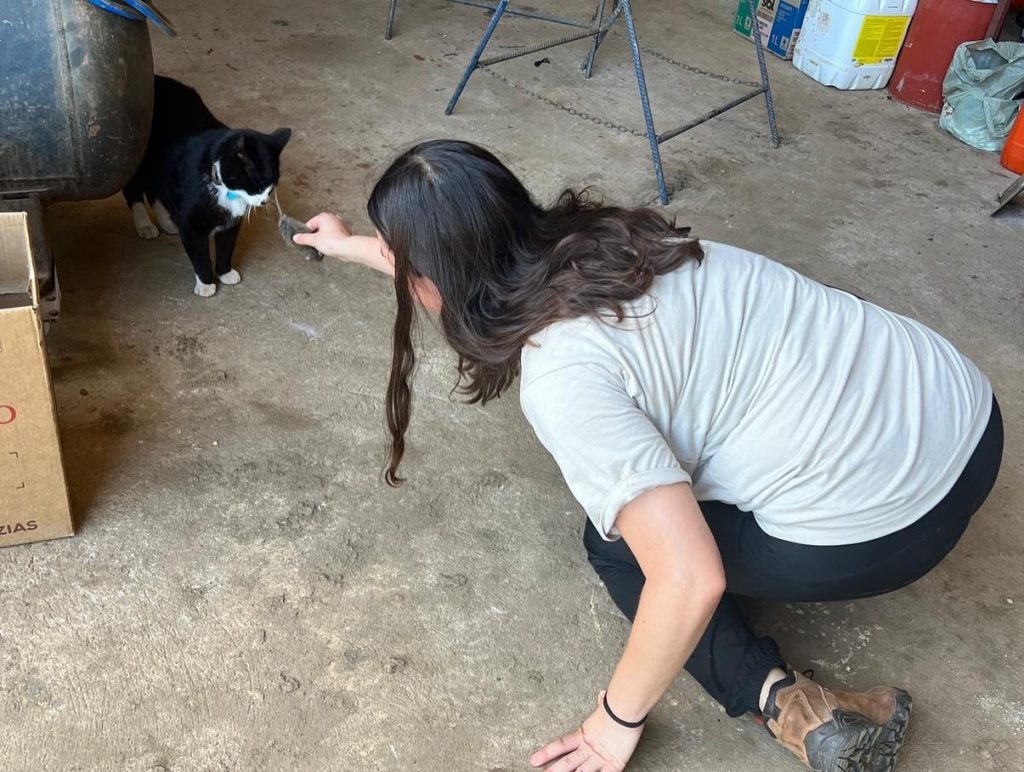 Avaliação gatos domesticos