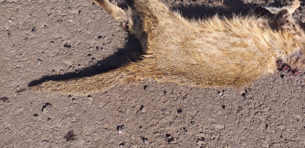 Santi_Livramento_atropelamentos