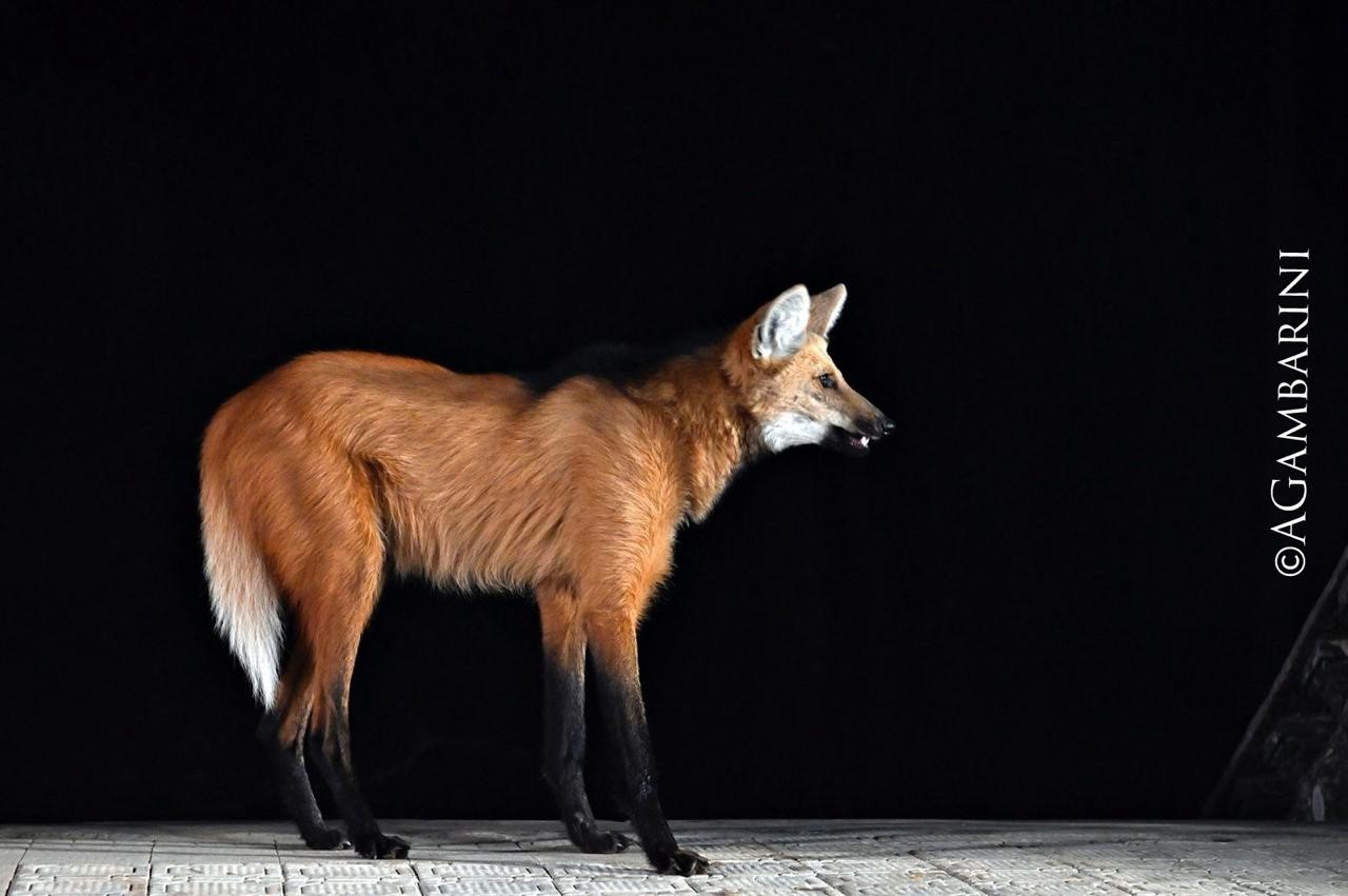 Lobo-guará procura abrigo onde não pode viver!!!